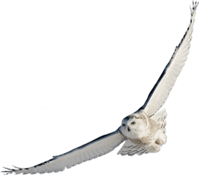 ふくろう