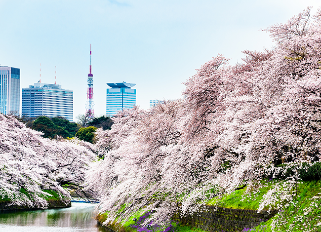 Chidorigafuchi cherry blossoms/千鳥ヶ淵の桜
